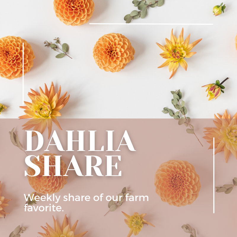 Dahlia Bouquet Shares