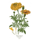 Botanical Greeting Cards (Individual)